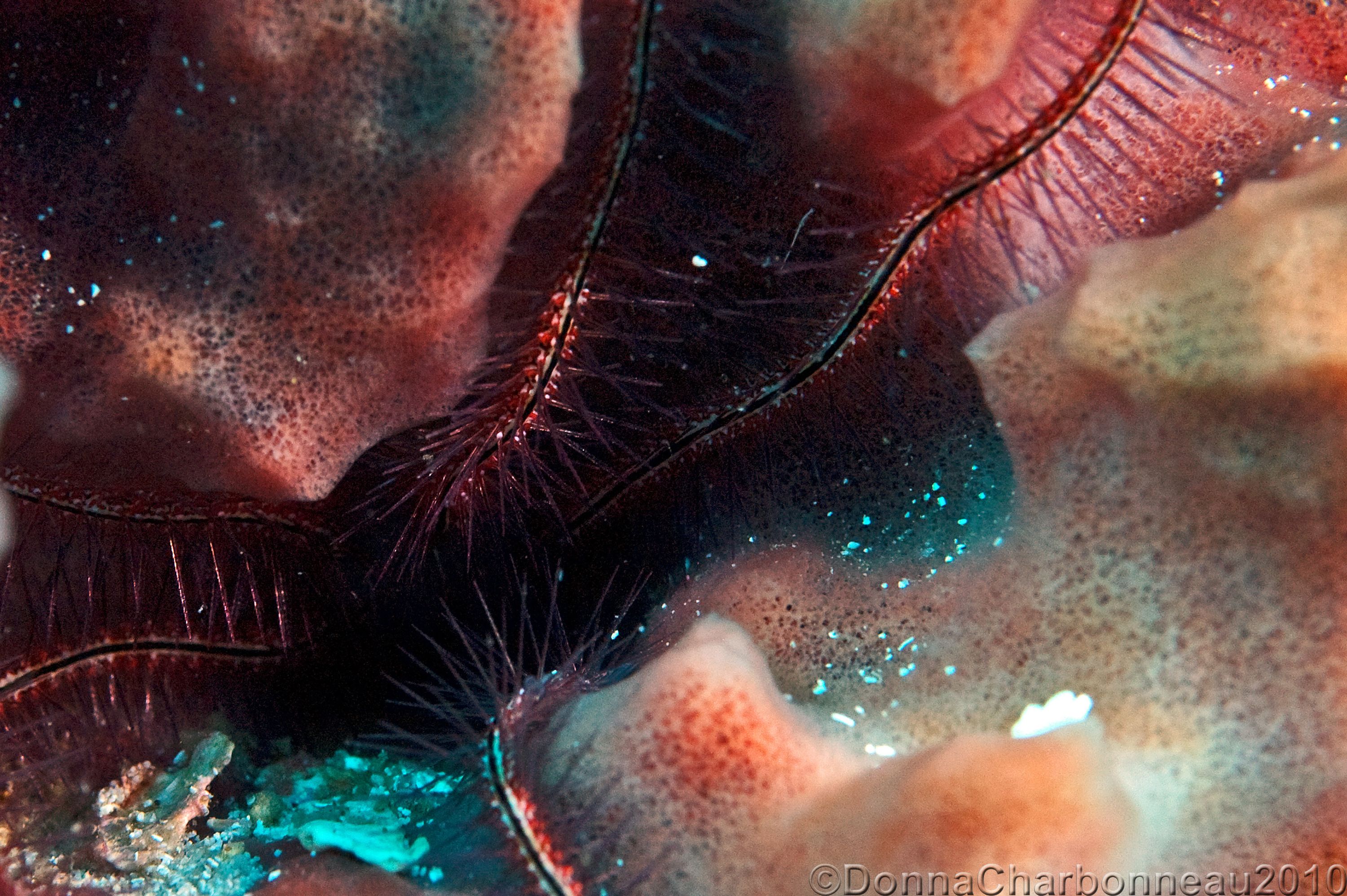 Brittle Star, Sponge