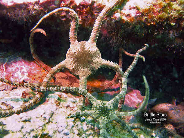 Brittle Star