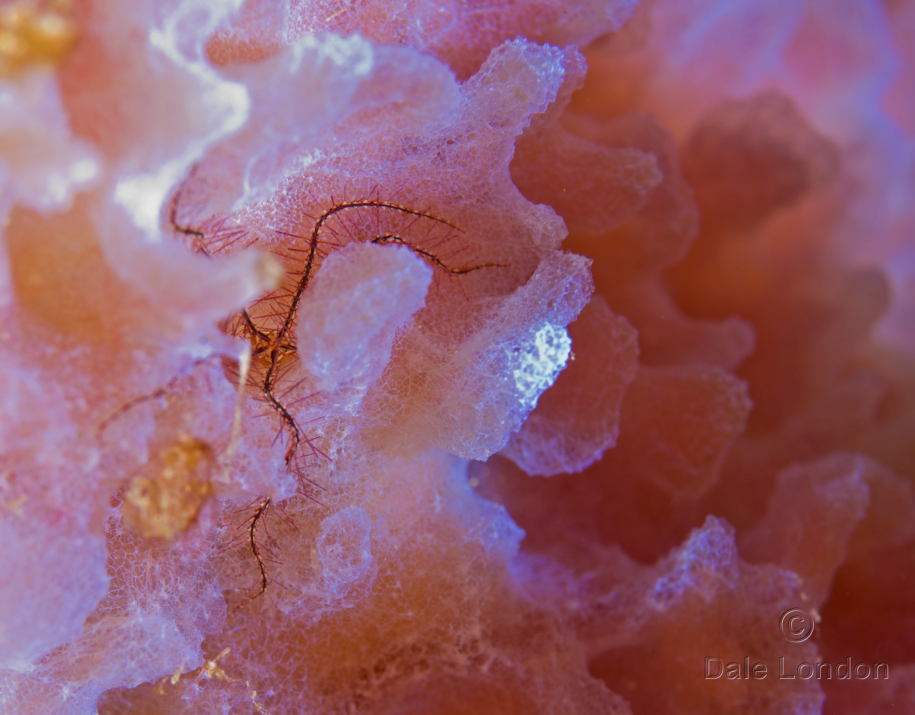 Brittle Star