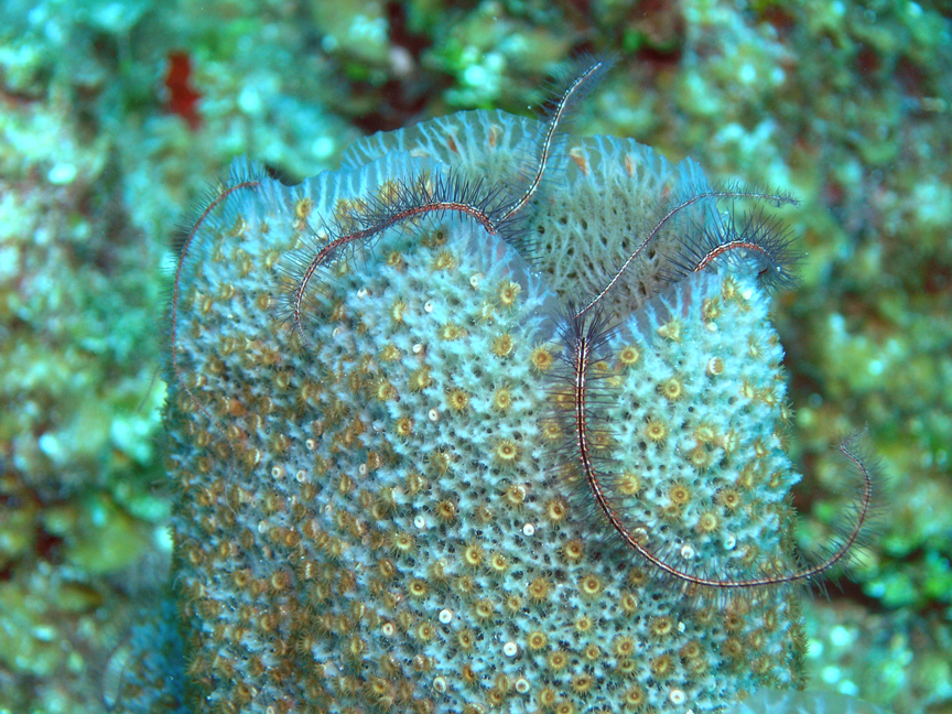 Brittle Star