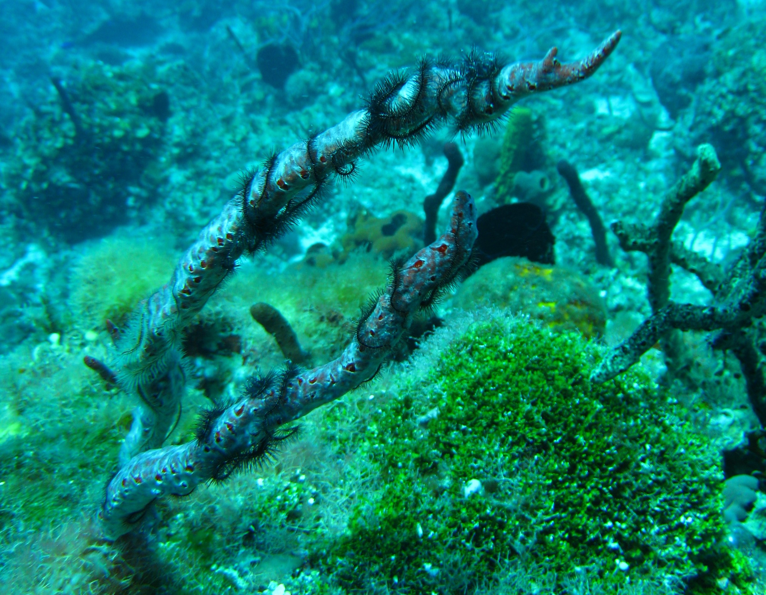 Brittle Starfish on a Rope Sponge