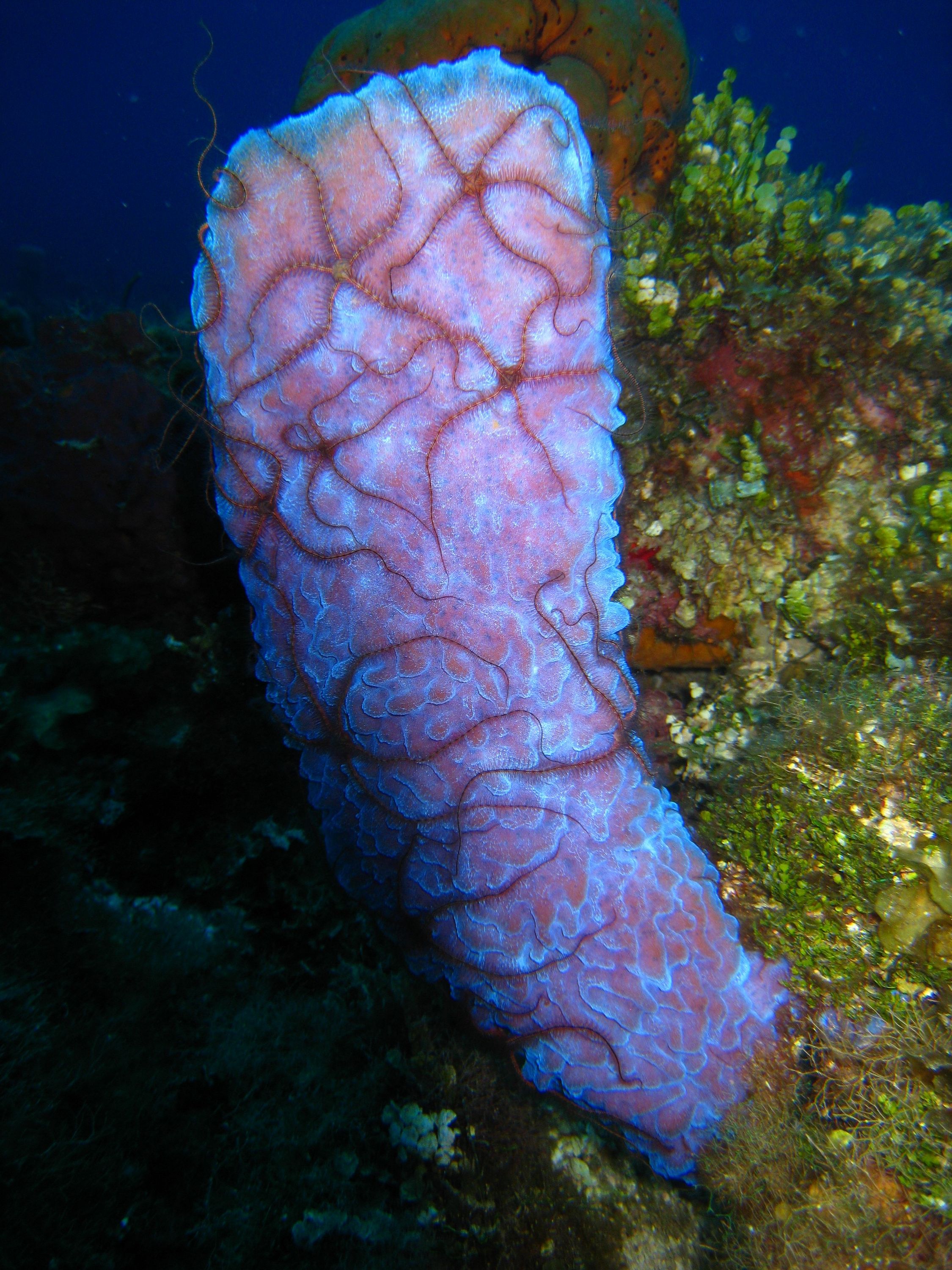 Brittle Starfish on a Vase Sponge