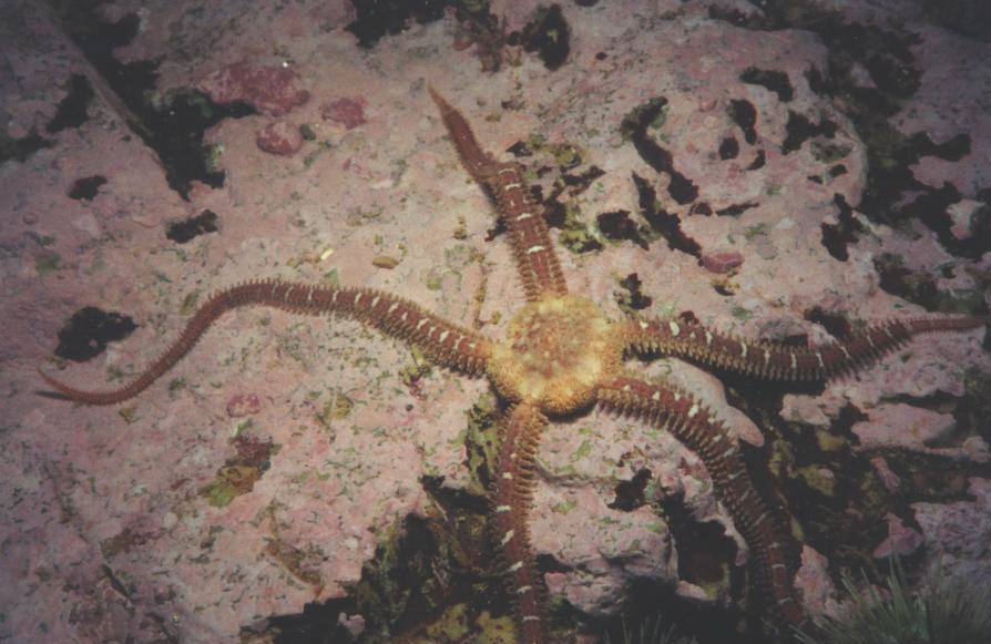 Brittle Starfish