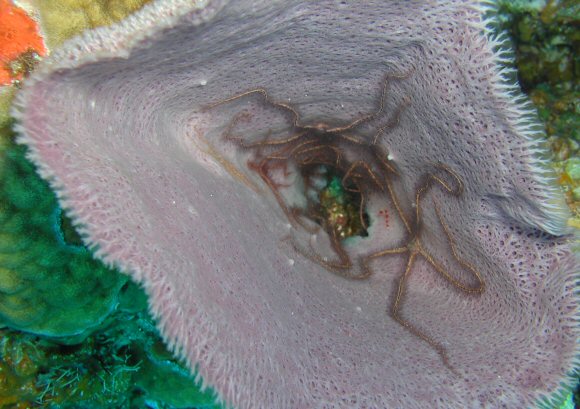 Brittle Stars