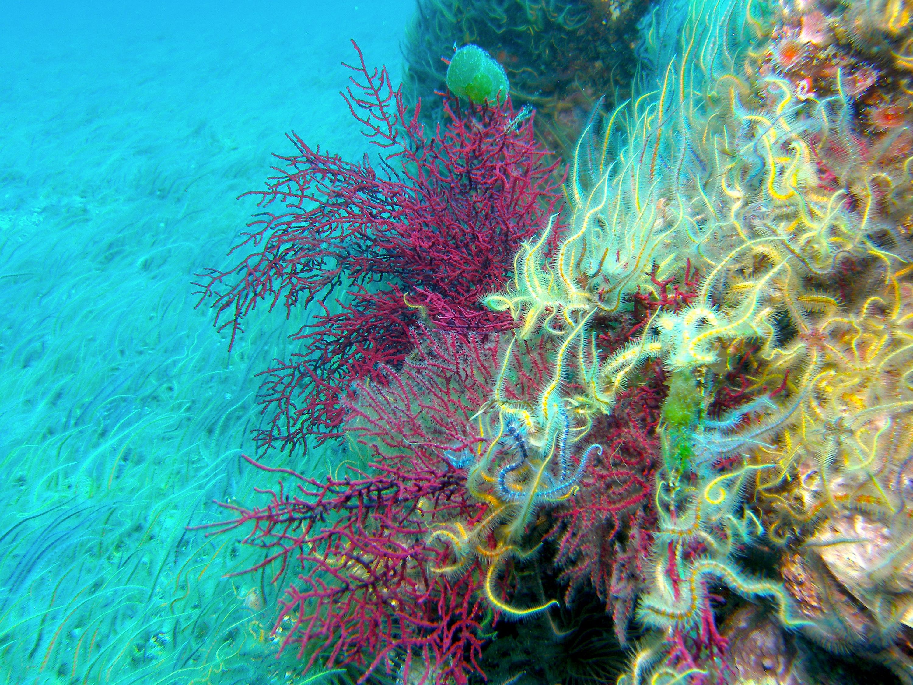 Brittle_star_invasion_Anacapa