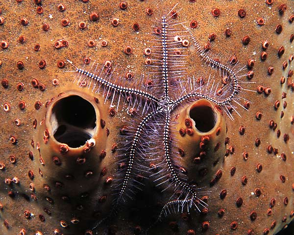 Brittlestar on Brown Sponge