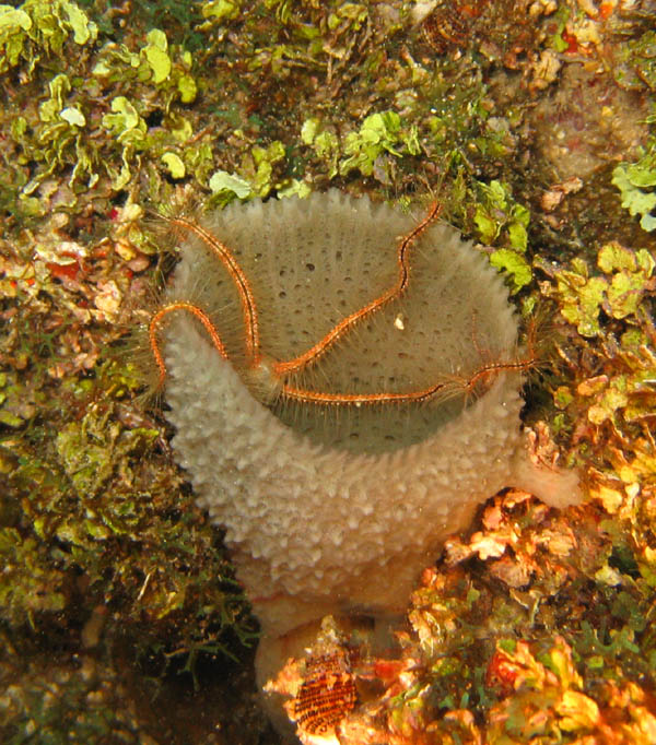 brittlestar