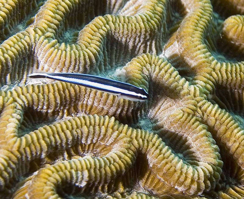 Broad Striped Goby on Brain coral