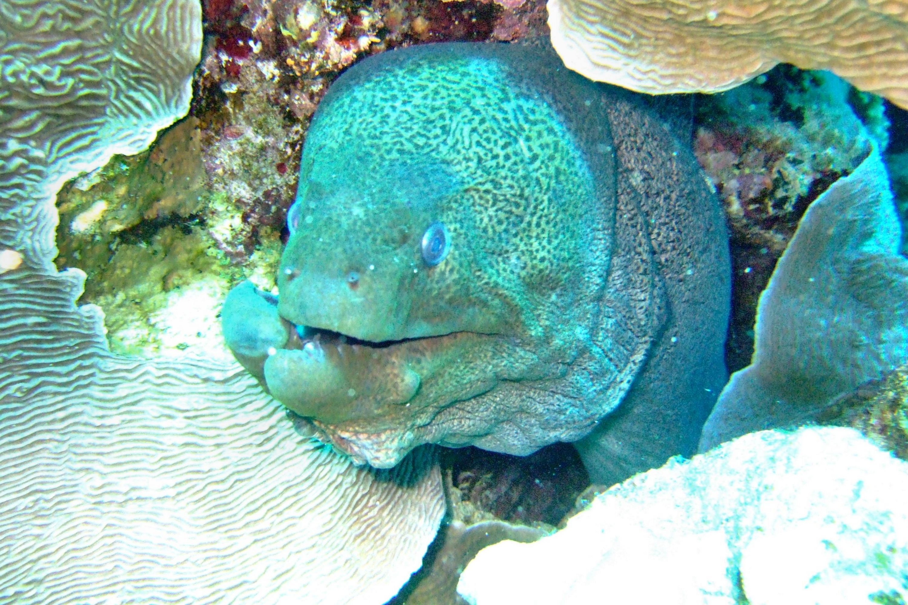 Broken Jaw Moray