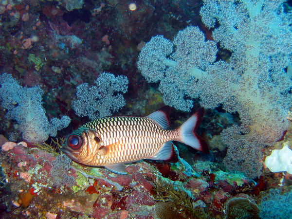 Bronze Soldierfish