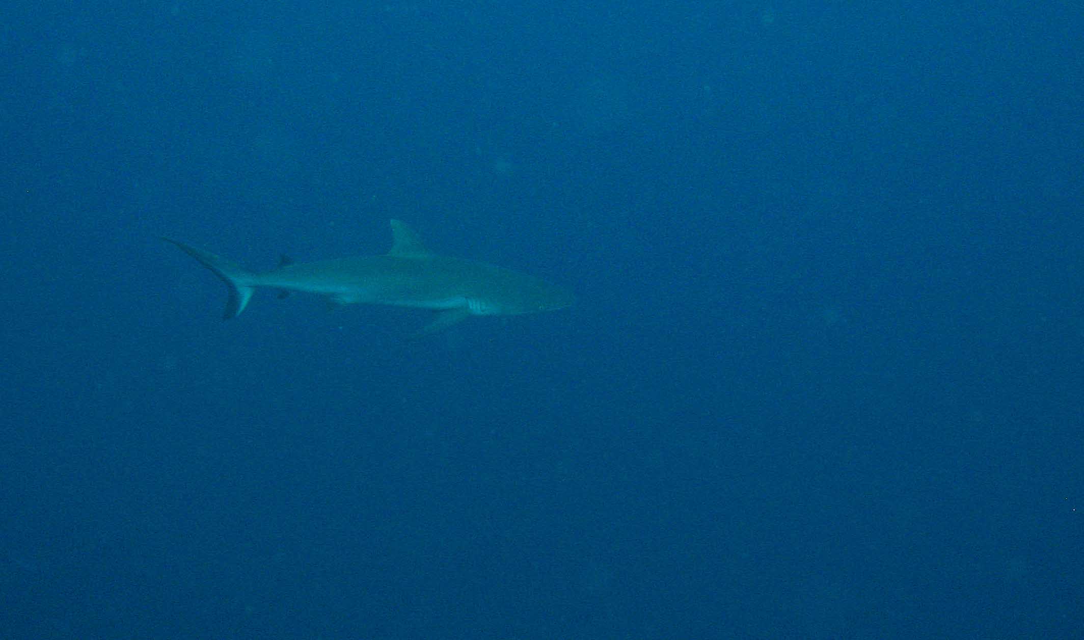 Bronze Whaler