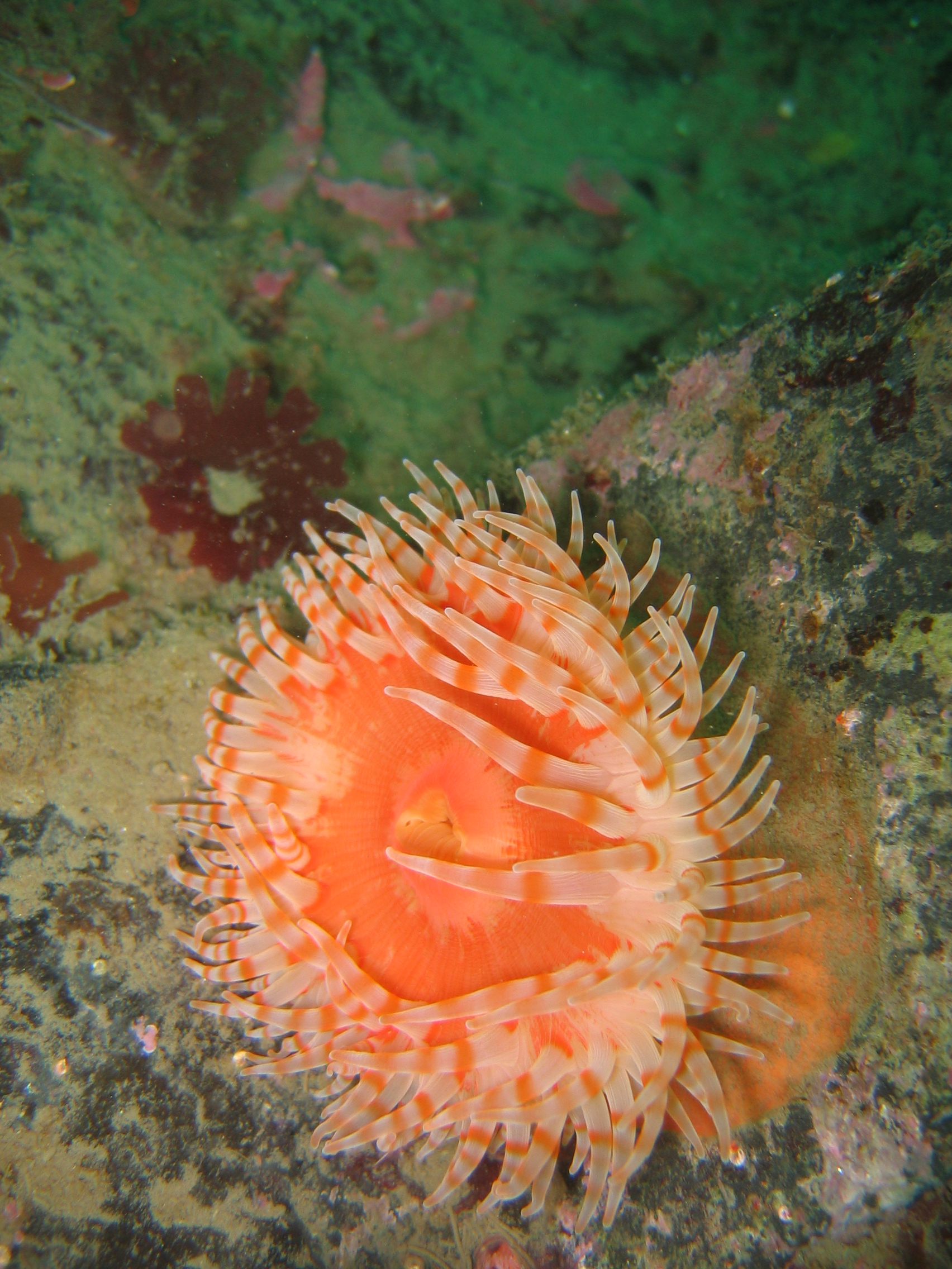 brooding anemone