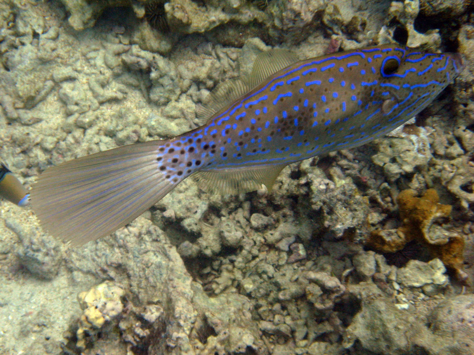 Broomtail filefish