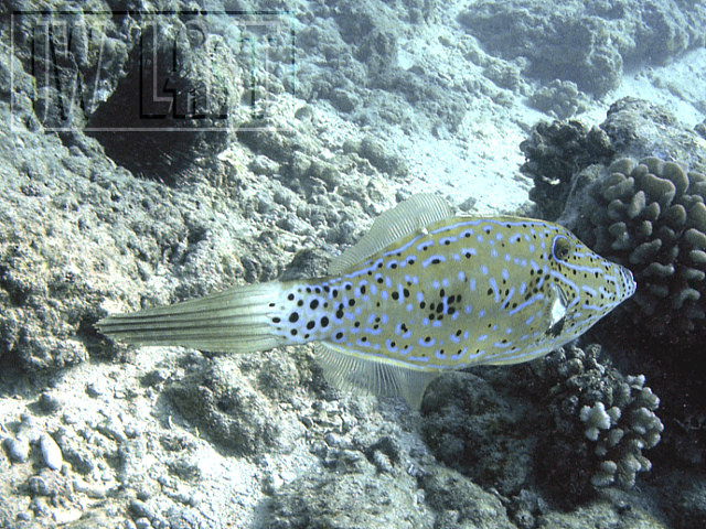 BroomTailFilefish