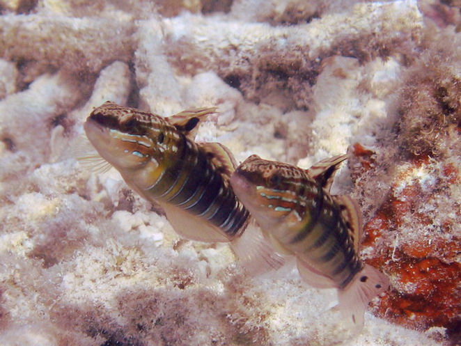 Brown Barred Goby