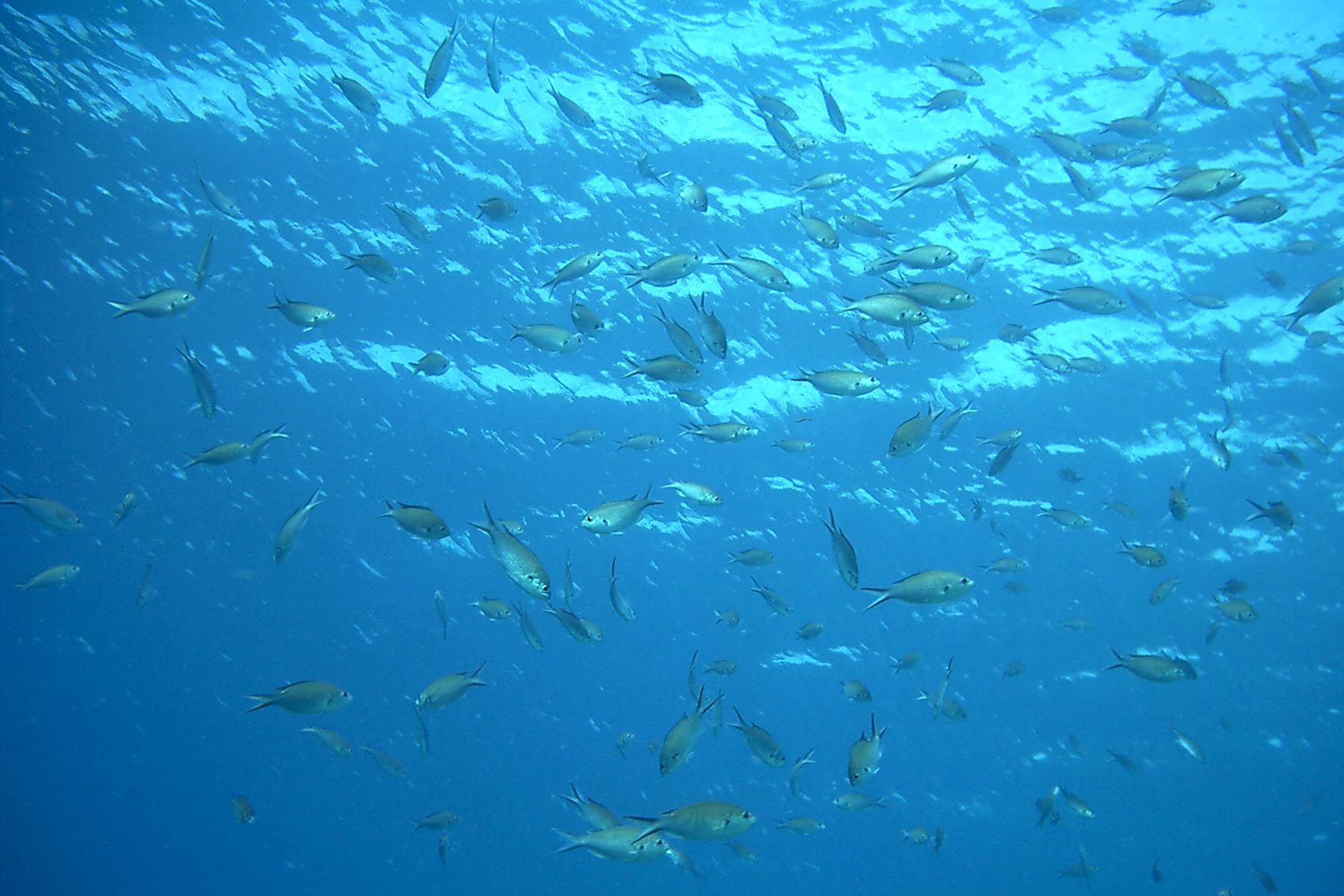 Brown Chromis - School