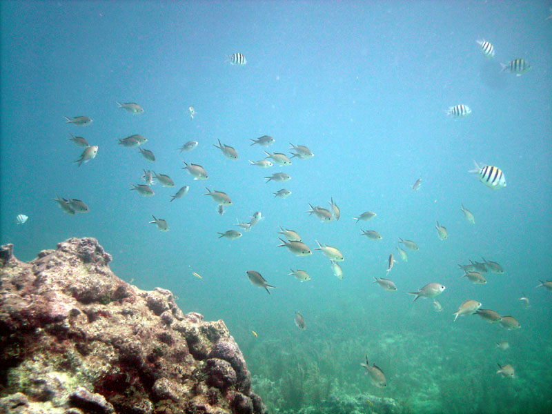 Brown Chromis