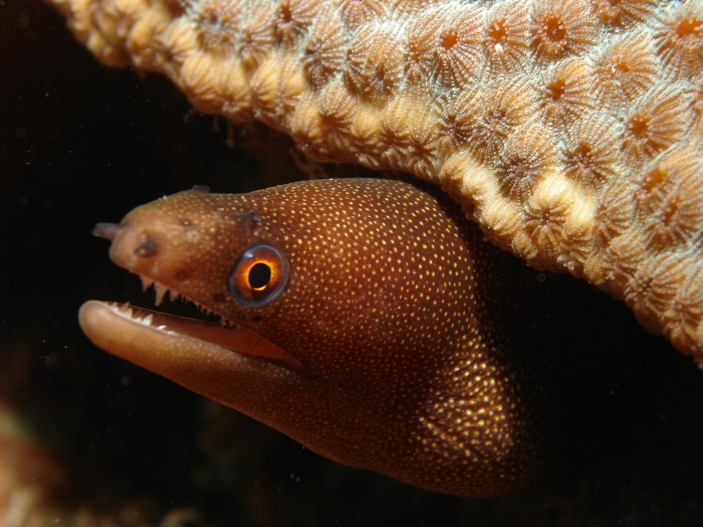 Brown Eel Under Coral