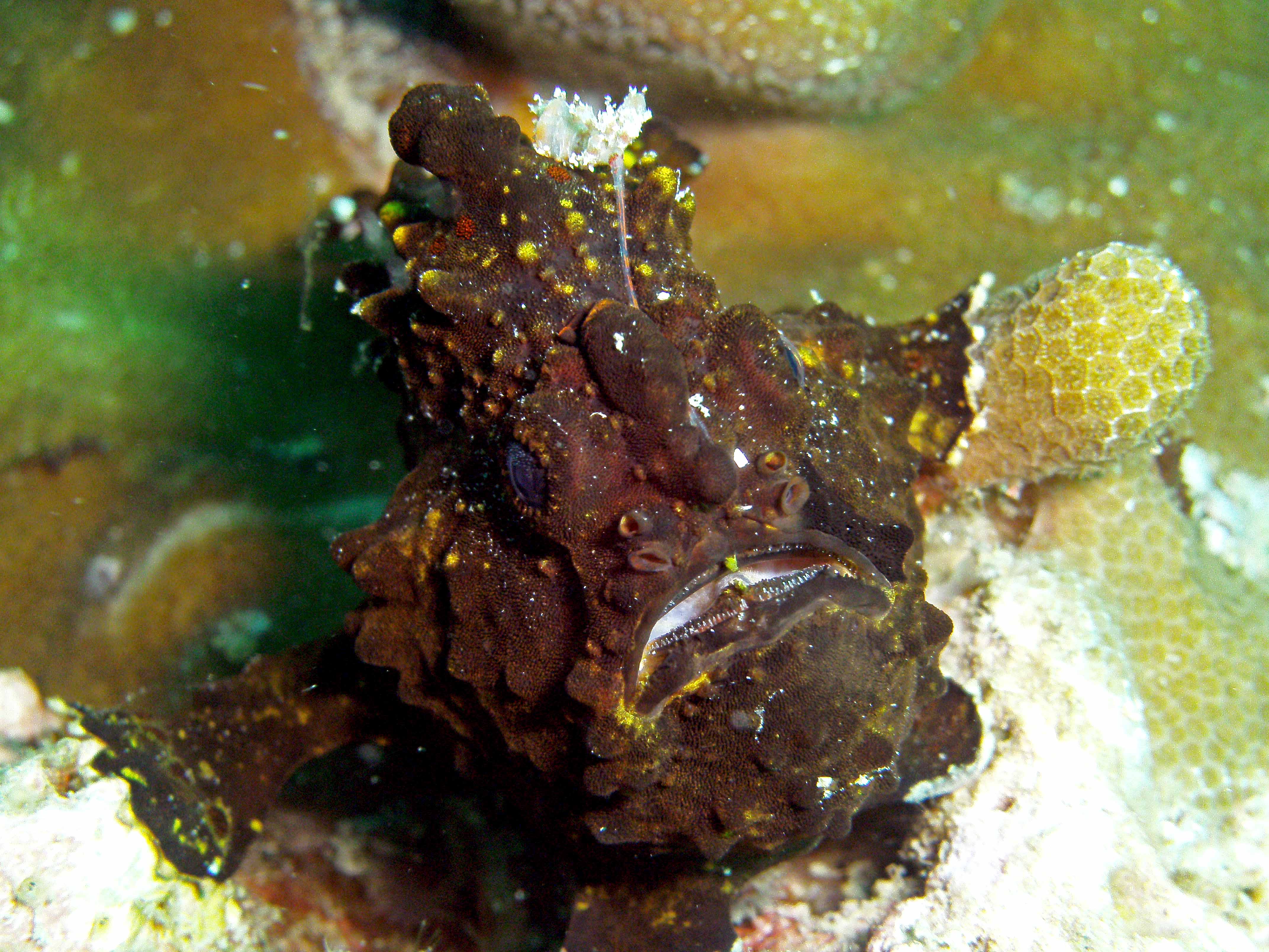 Brown Frog Fish At Stonehenge