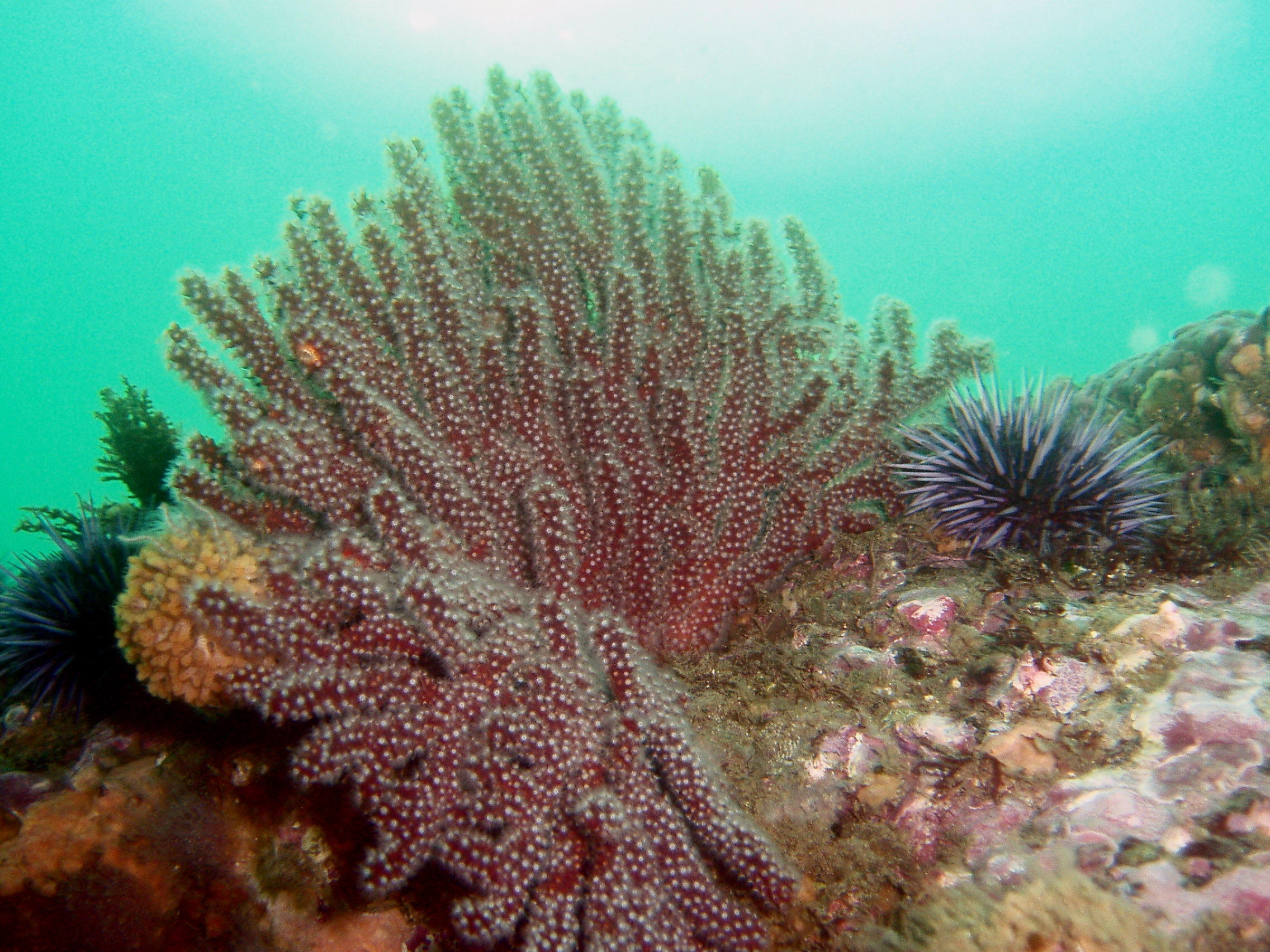 Brown gorgonian and Purple Urchin