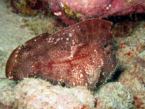 Brown Leaf Fish