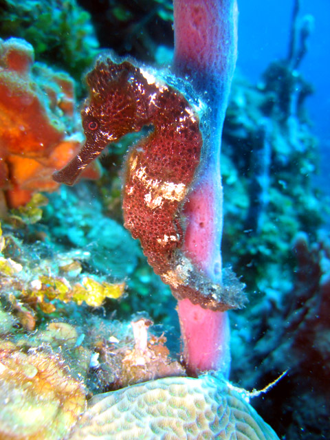 Brown Longsnout Seahorse