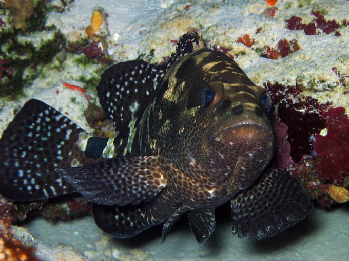 Brown Marbled Grouper
