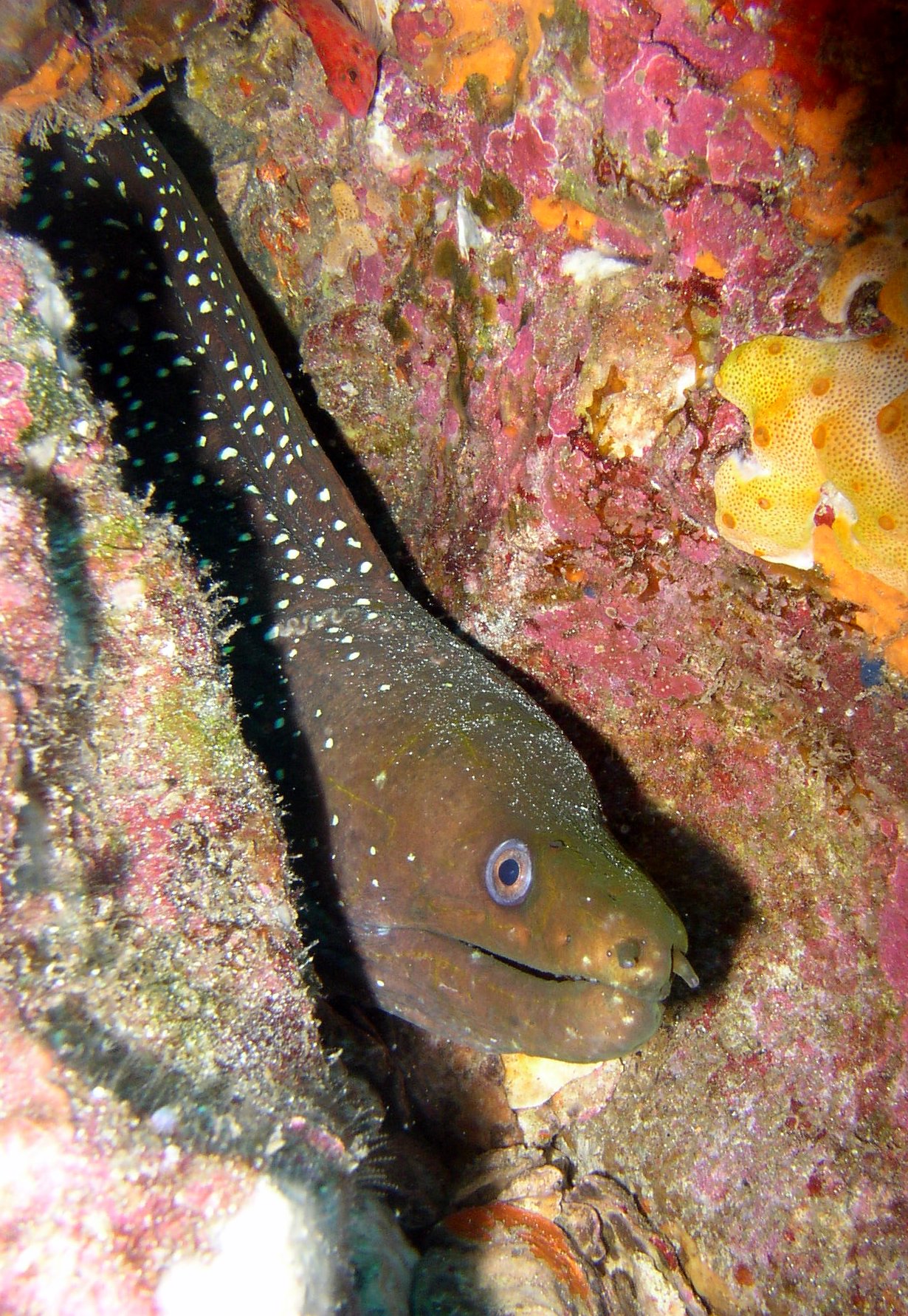 brown moray