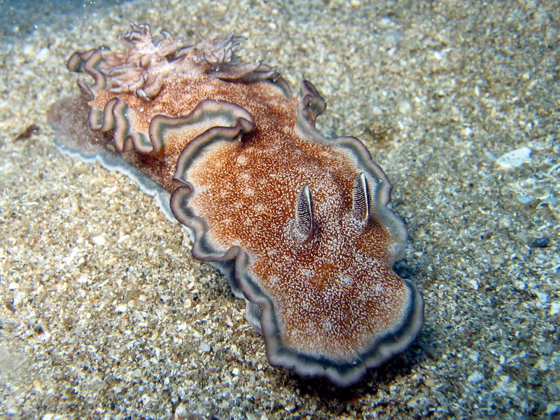 Brown Nudibranch on Sand - Glossodoris hikuerensis