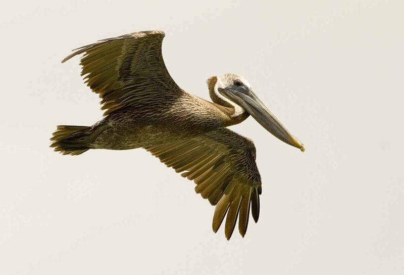 Brown Pelican