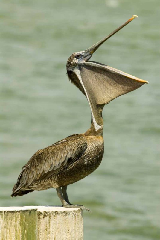 Brown Pelican