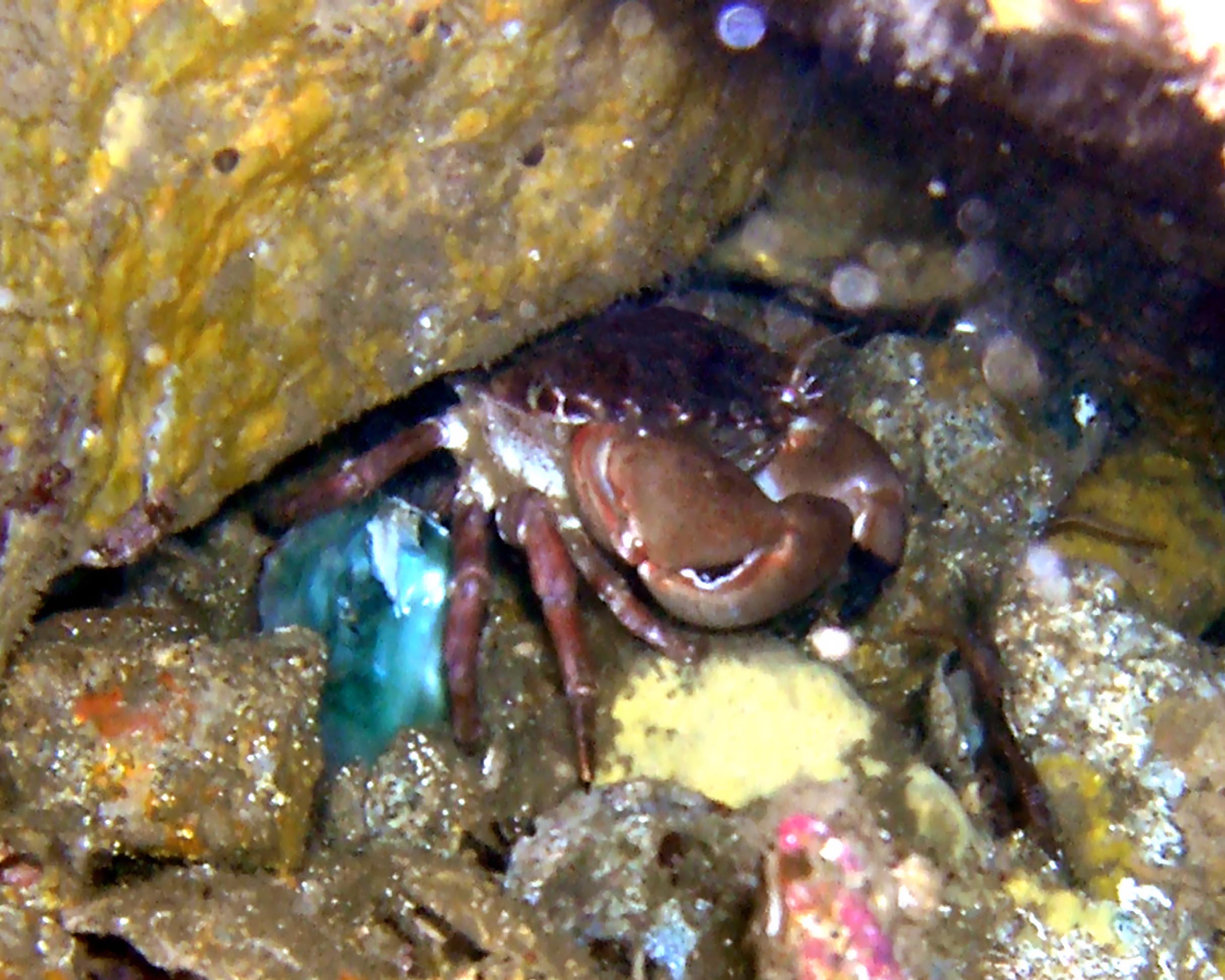 Brown_Rock_Crab