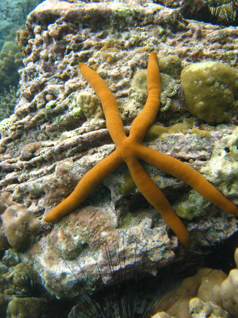 brown_starfish