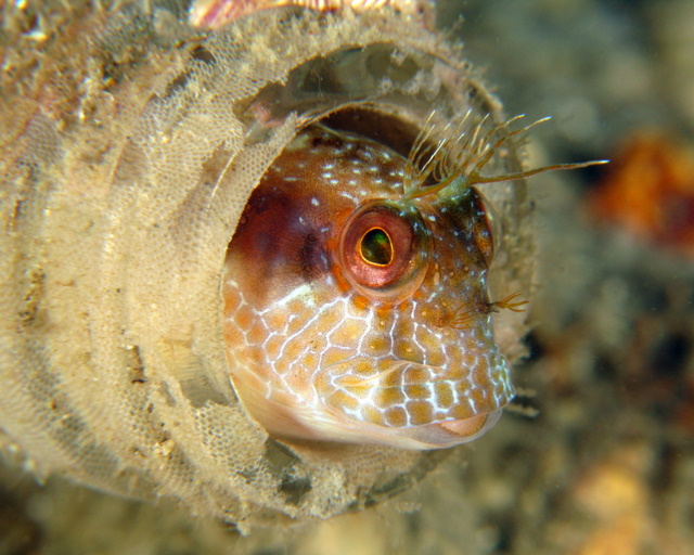 Brownish Red Seaweed Blenny In A Bottle
