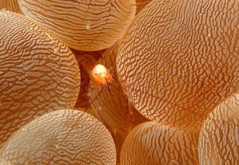 Bubble Anemone Shrimp PG, Philippines