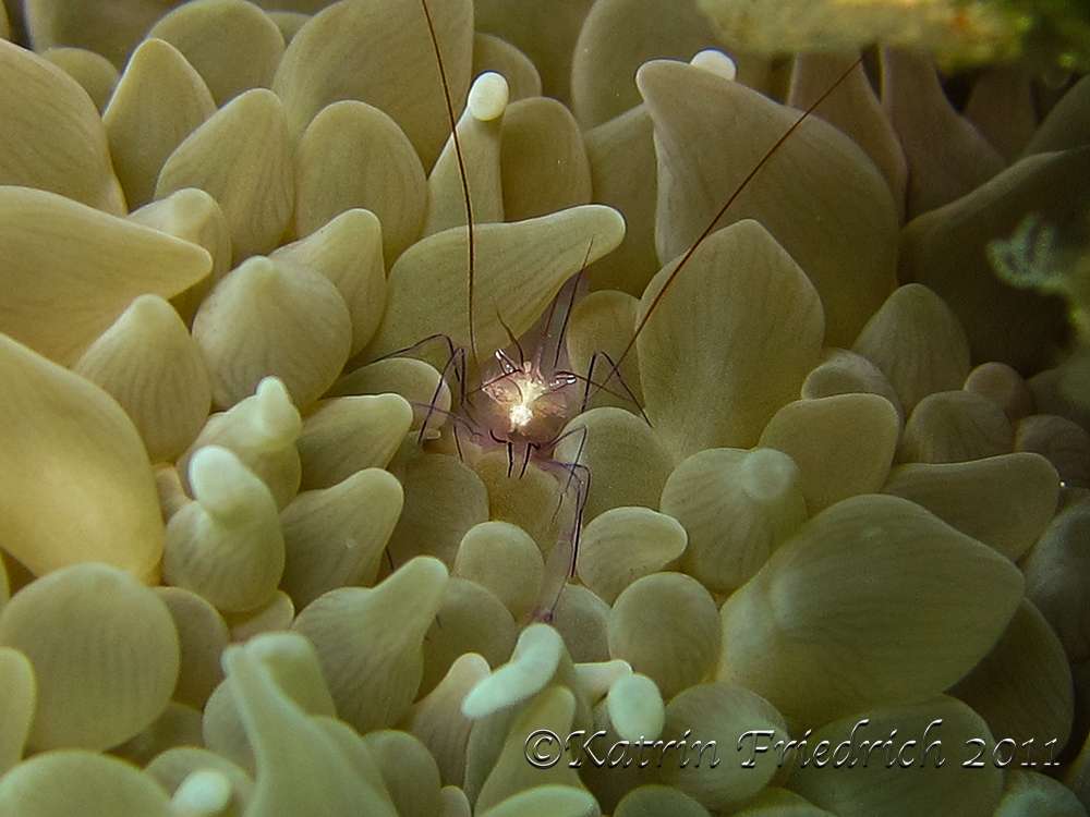 Bubble coral shrimp