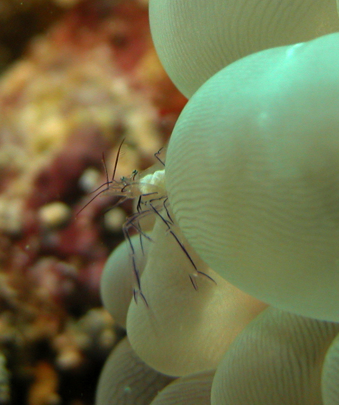 Bubble Coral Shrimp
