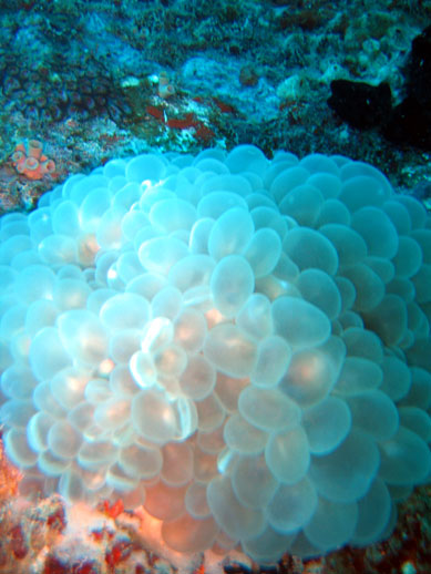 Bubble Coral