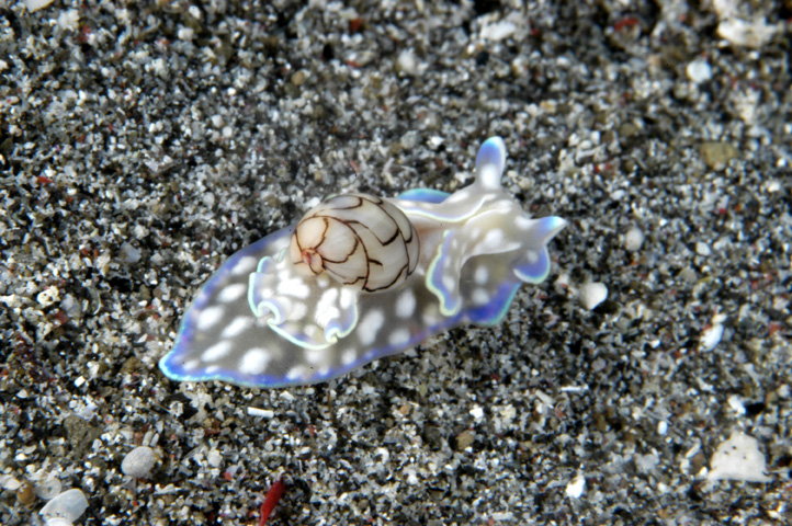Bubble shell nudibranch