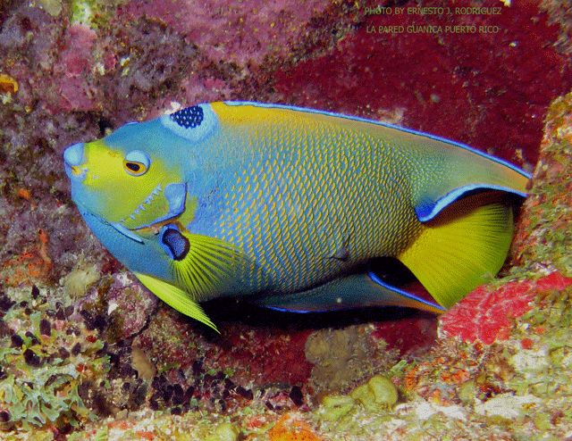 buceo-guanica-017367