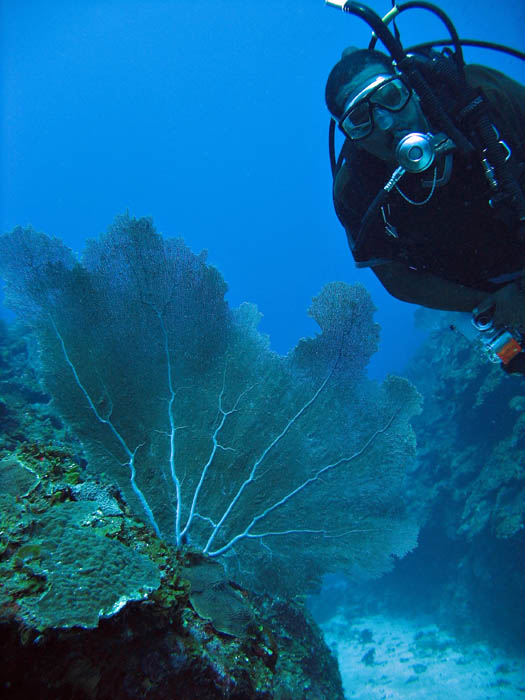 Buddy + Sea fan