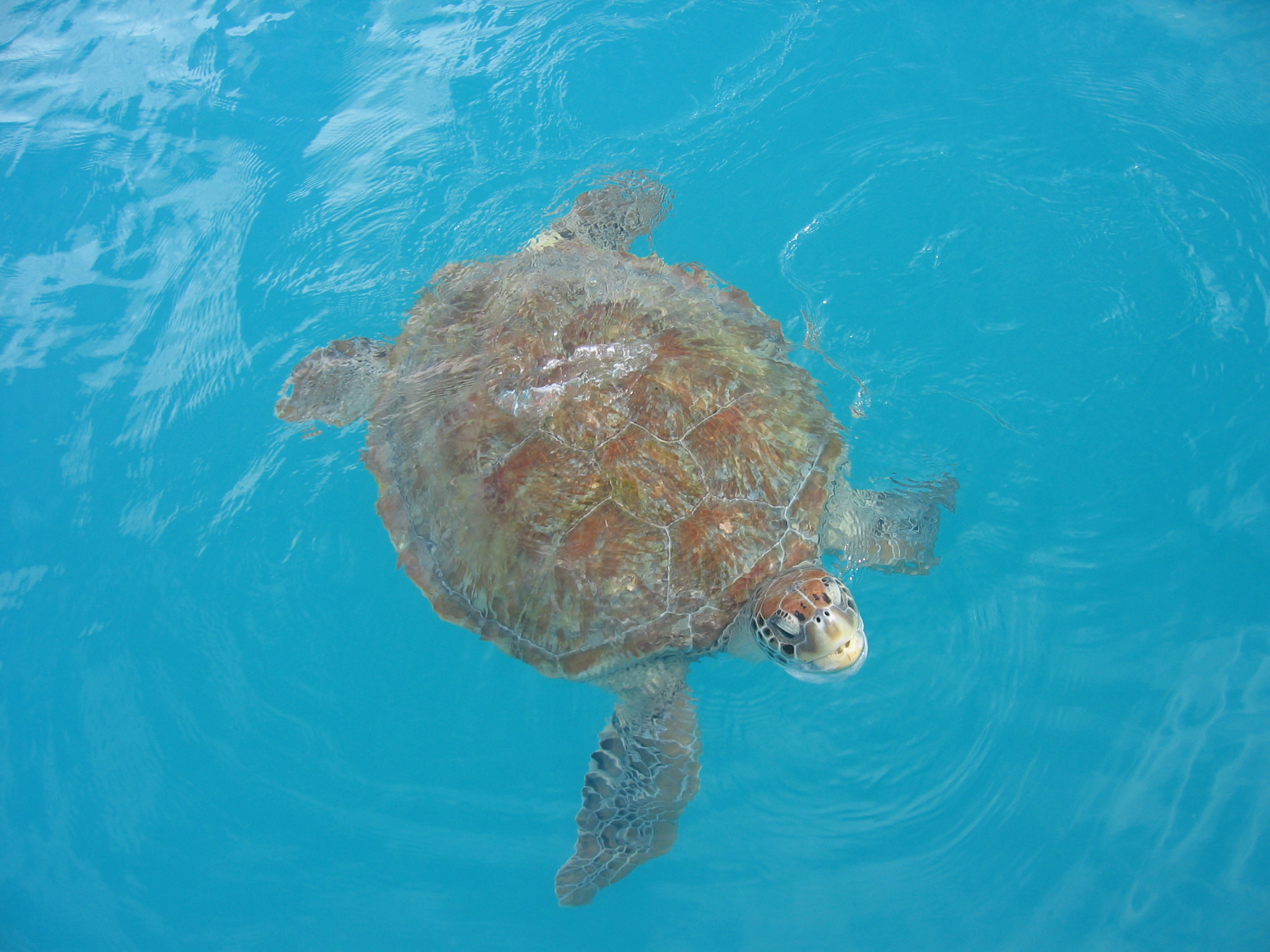 buddy the green turtle