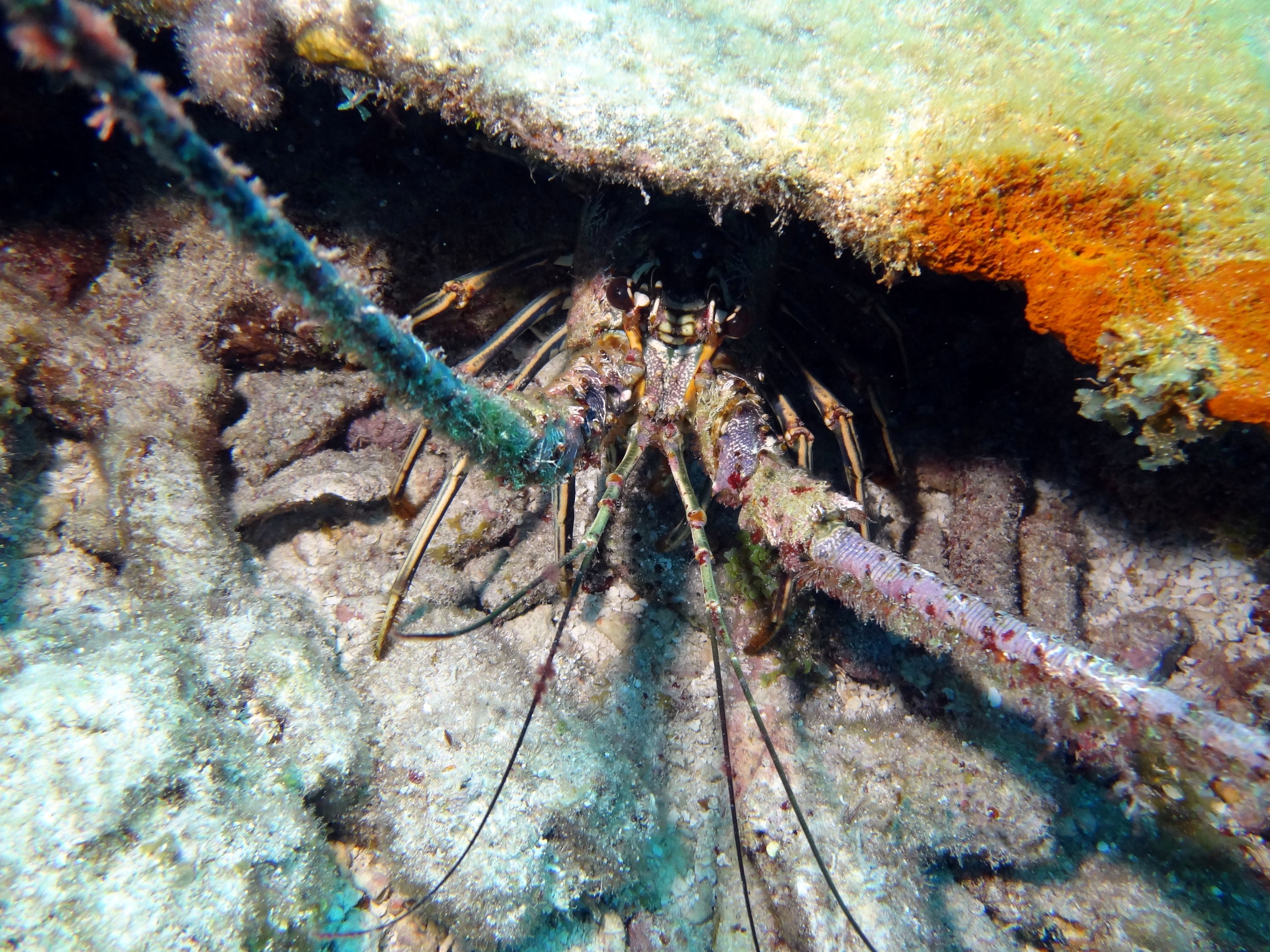 Bug Key Largo 15