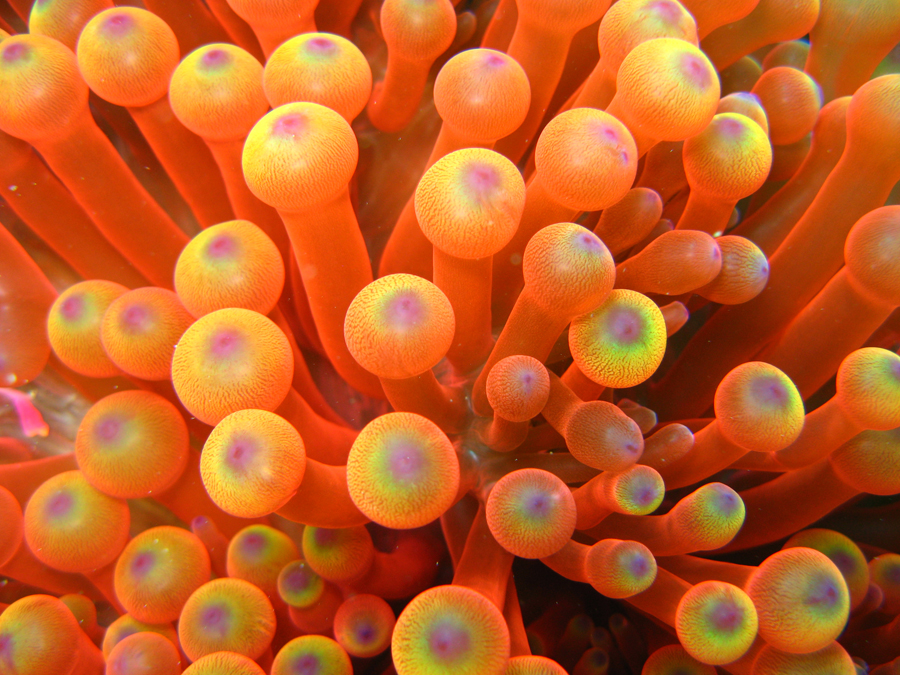 bulb anemone
