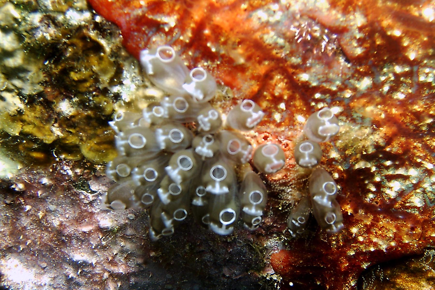 Bulb Tunicates