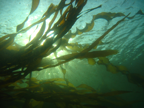 Bull Kelp