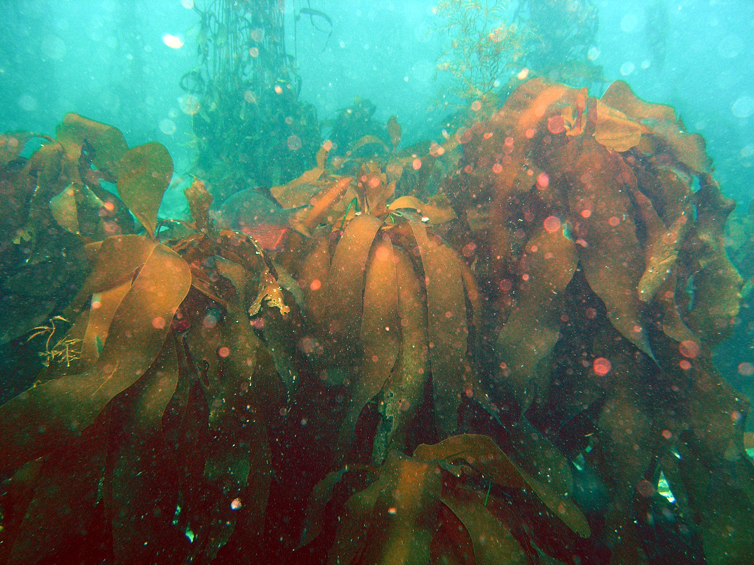 Bull Kelp