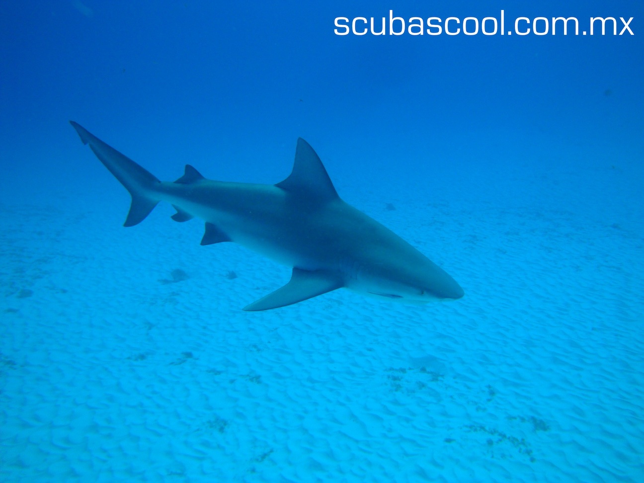 bull shark diving playa del carmen. mexico