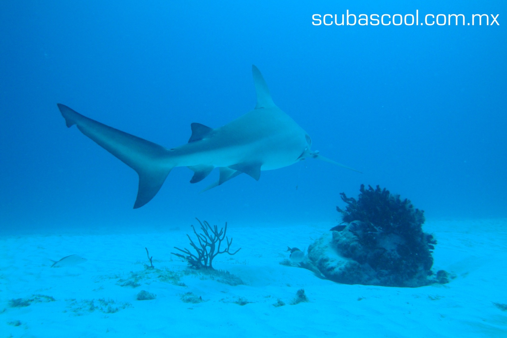 bull shark diving playa del carmen. mexico