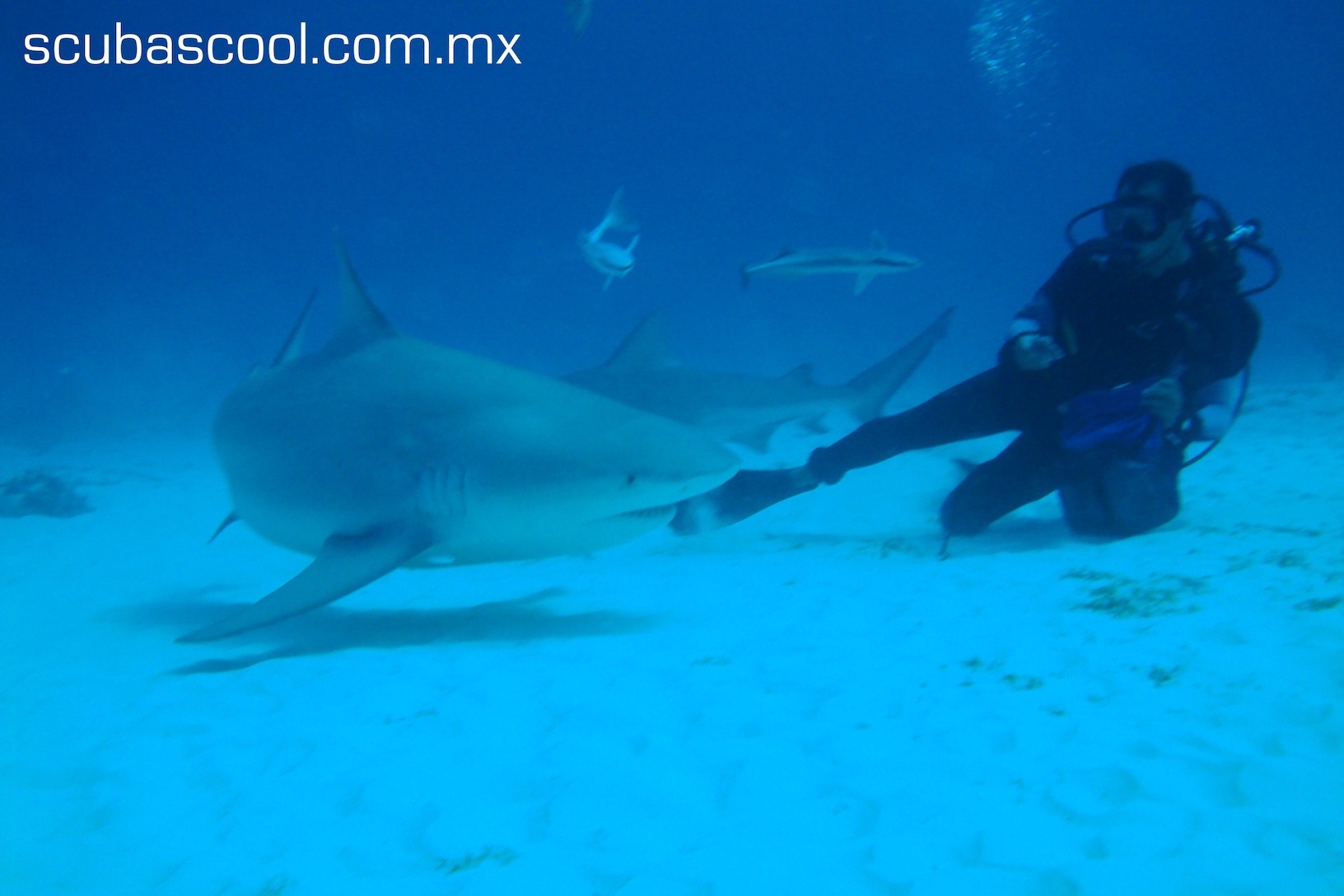 bull shark diving playa del carmen. mexico